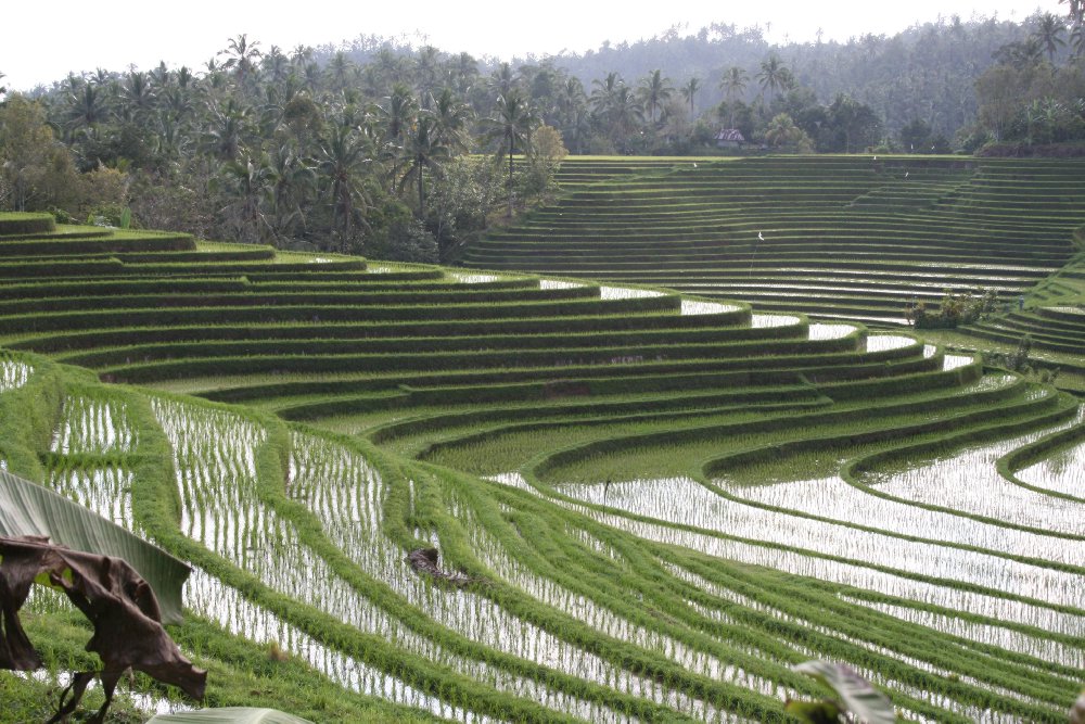 mein Lieblingsmotiv in Bali