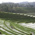 mein Lieblingsmotiv in Bali