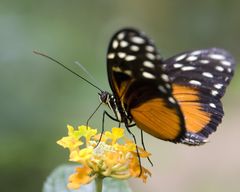 mein Lieblingsmotiv: Schmetterlinge