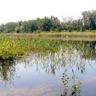 Mein Lieblingsplatz in der Lobau