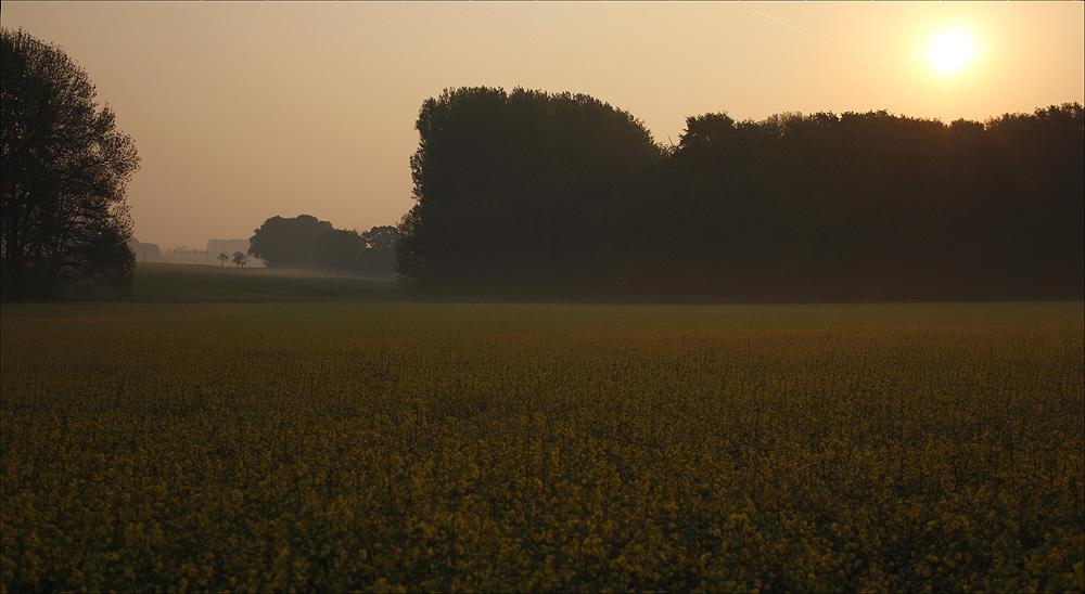 mein Lieblingsrapsfeld am frühen Morgen