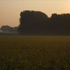 mein Lieblingsrapsfeld am frühen Morgen