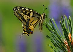 Mein Lieblingsschmetterling