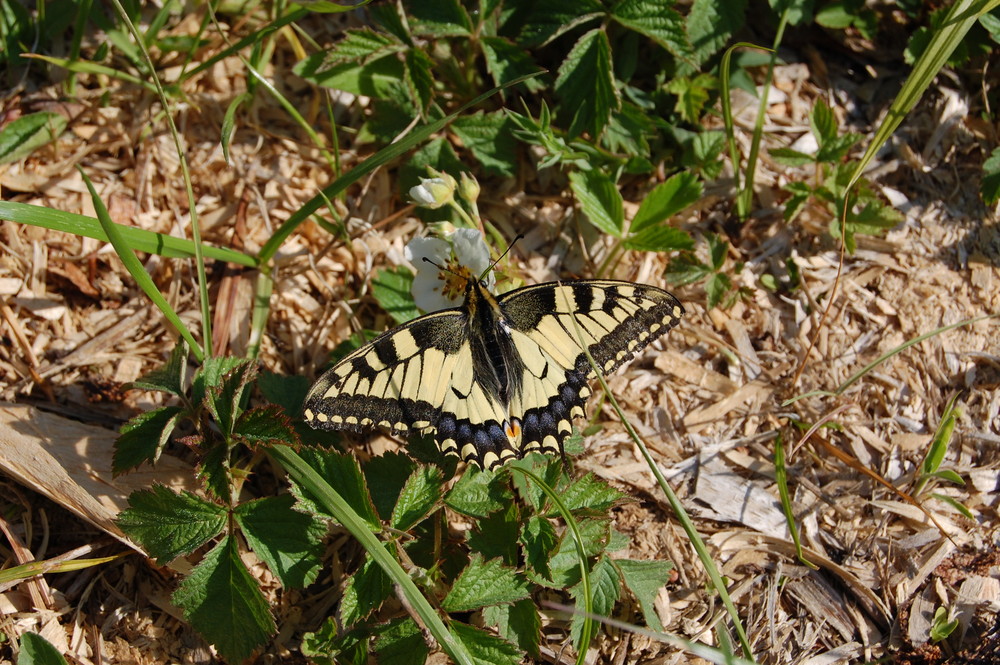 ...mein Lieblingsschmetterling.....