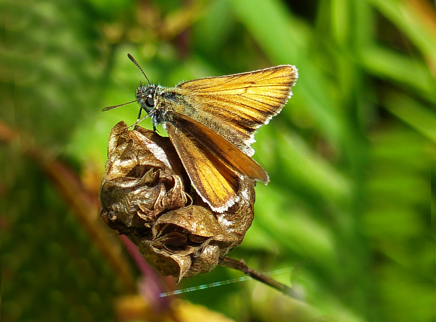 Mein Lieblingsschmetterling