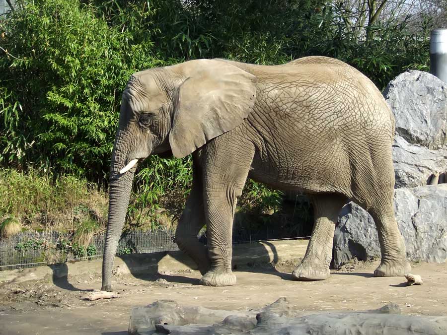 Mein Lieblingstier