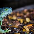 Mein Lieblingstier, der Leguan