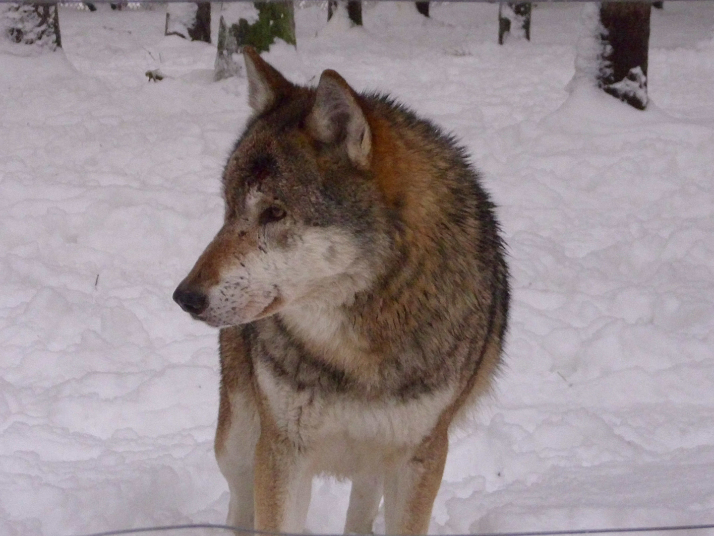 Mein Lieblingstier "Der Wolf"