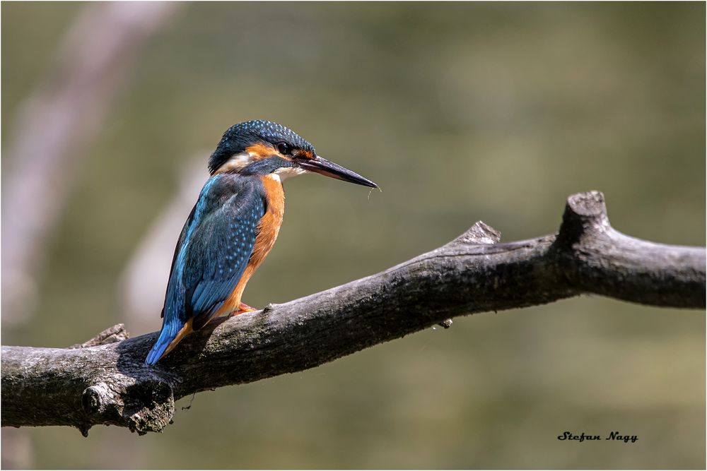 mein Lieblingsvogel