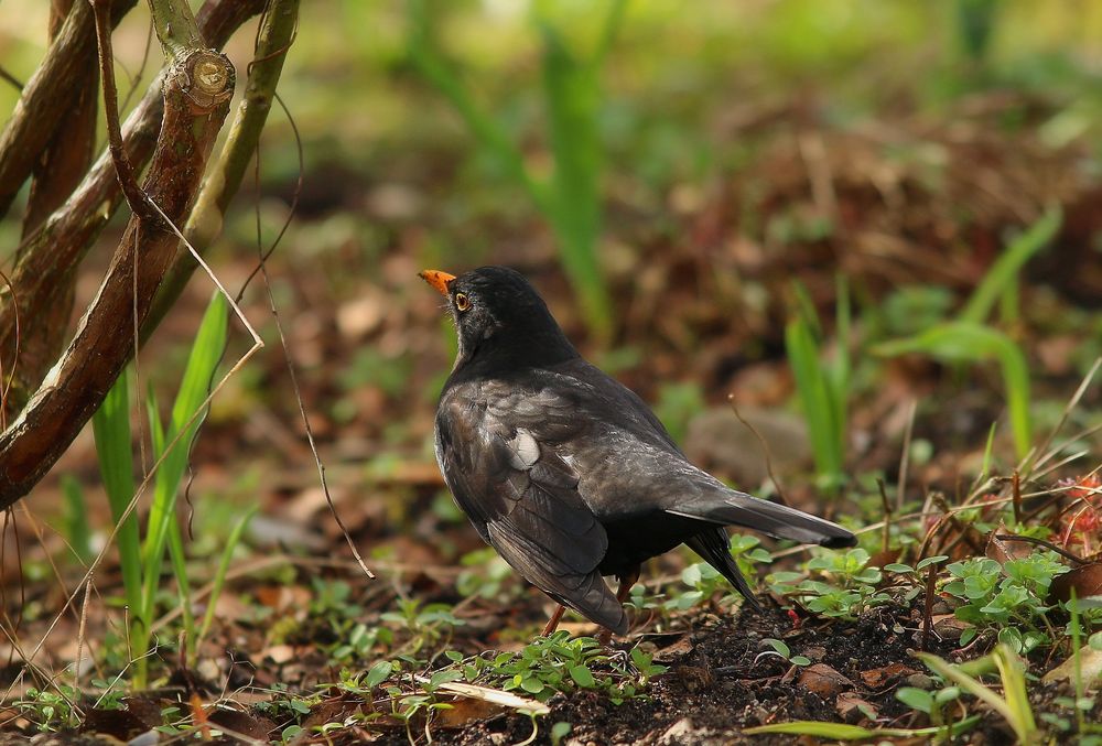 Mein Lieblingsvogel