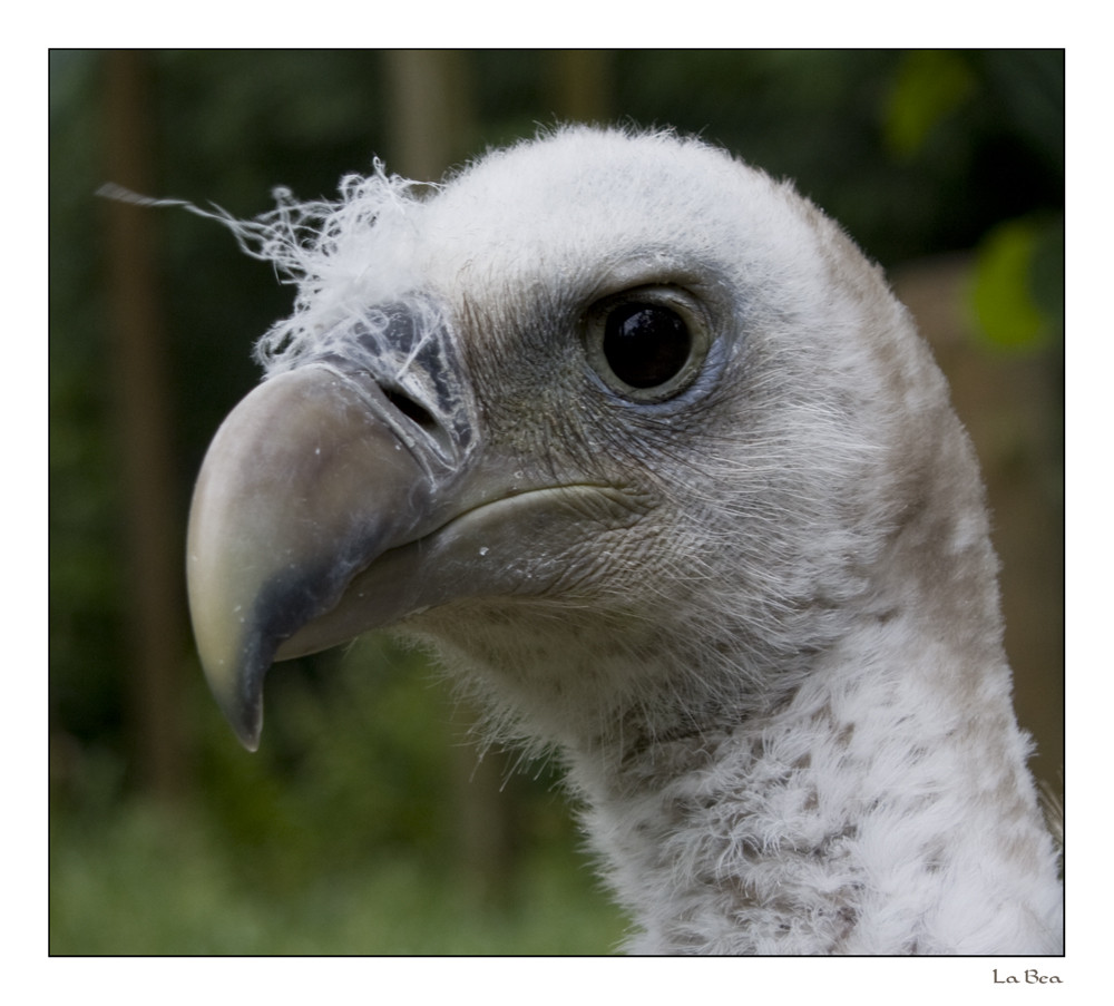 Mein Lieblingsvogel