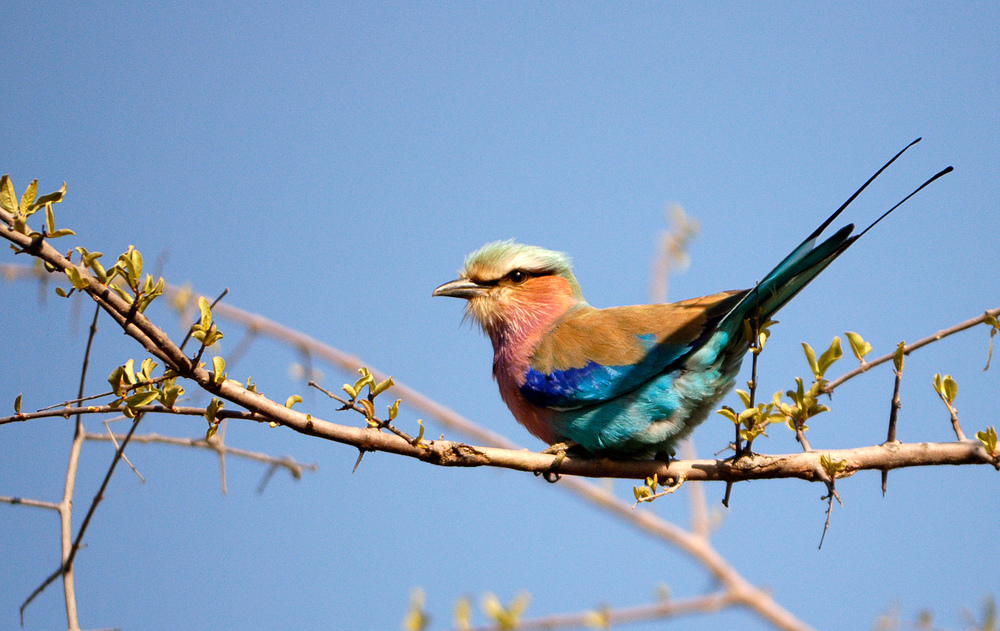 Mein Lieblingsvogel