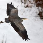 mein Lieblingsvogel