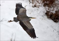 mein Lieblingsvogel