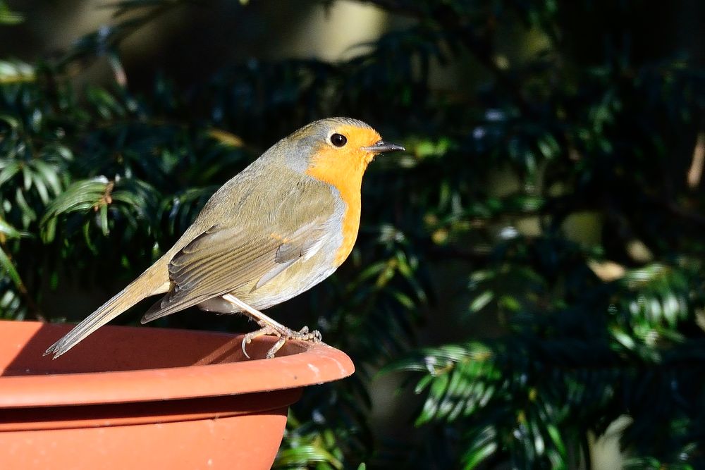 Mein Lieblingsvogel..