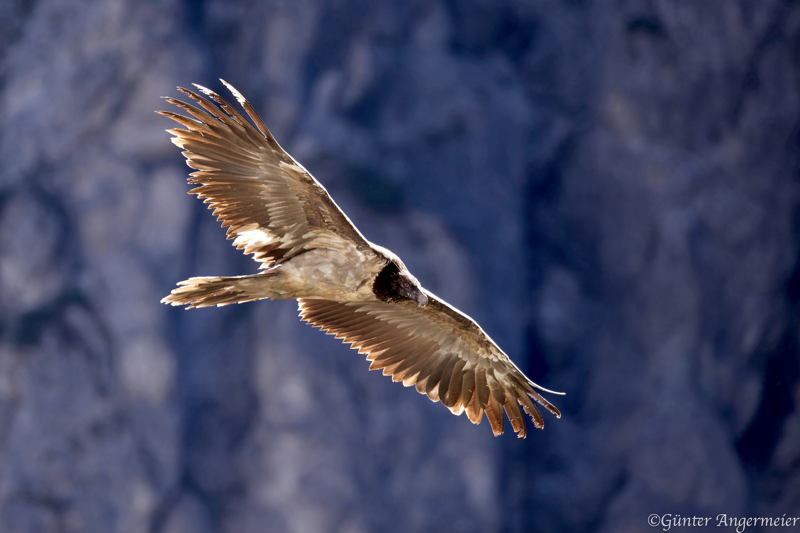 Mein Lieblingsvogel