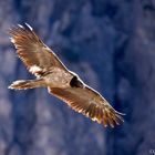 Mein Lieblingsvogel