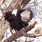 Mein Lieblingsvogel: der Gauckler