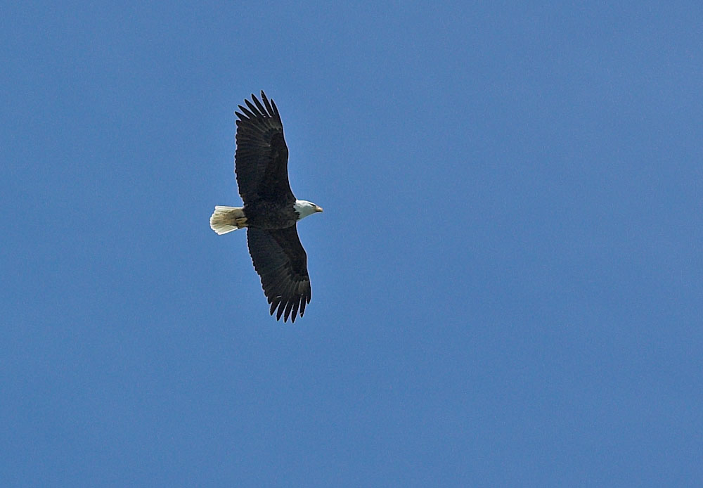 Mein Lieblingsvogel - direkt über mir ...