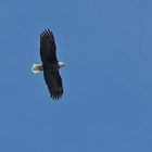 Mein Lieblingsvogel - direkt über mir ...