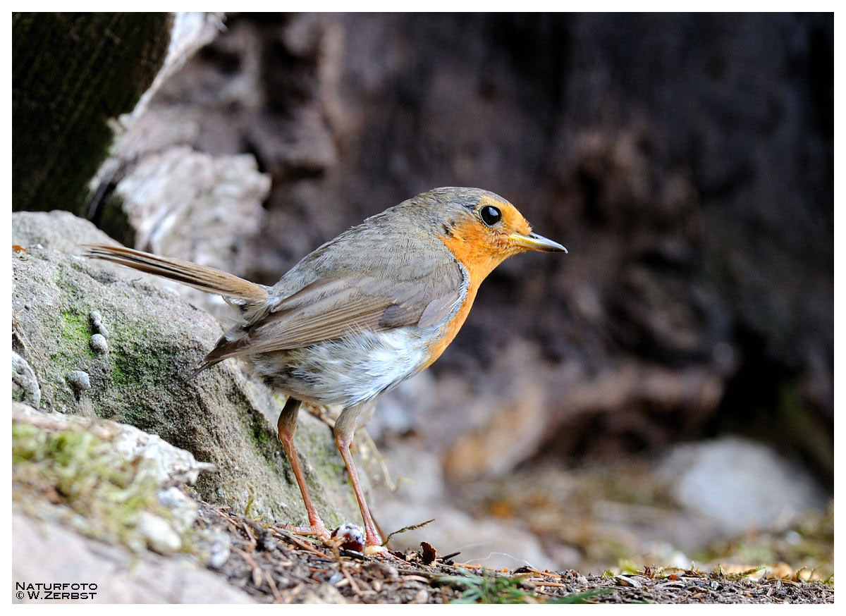 -- Mein Lieblingsvogel -- ( Erithacus rubecula )