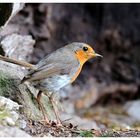 -- Mein Lieblingsvogel -- ( Erithacus rubecula )