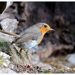 -- Mein Lieblingsvogel -- ( Erithacus rubecula )