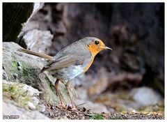 -- Mein Lieblingsvogel -- ( Erithacus rubecula )