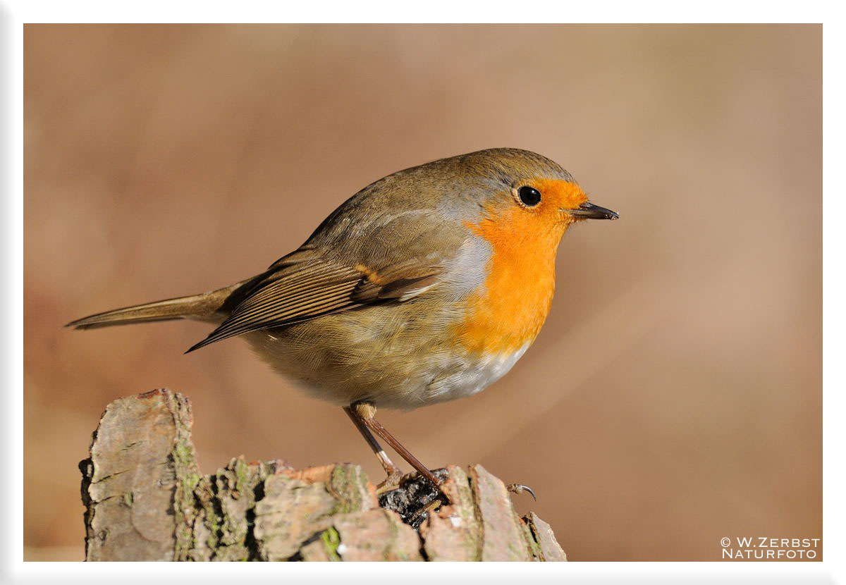 - Mein Lieblingsvogel - ( Erithacus rubecula )