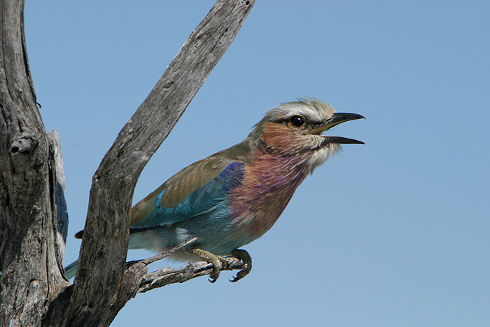 Mein Lieblingsvogel in Namibia