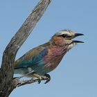 Mein Lieblingsvogel in Namibia