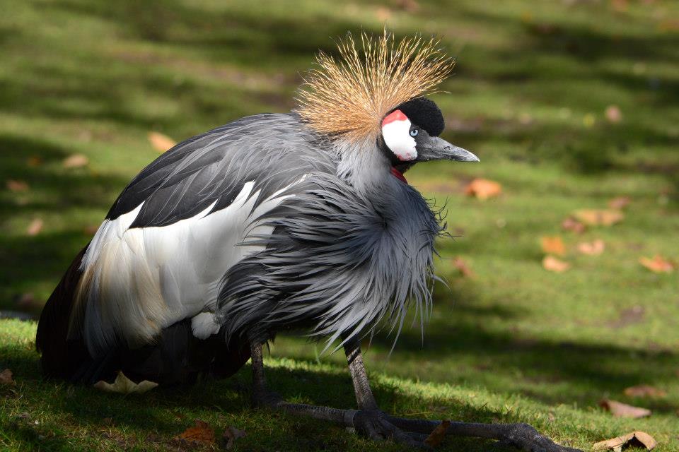 mein lieblingsvogel xD