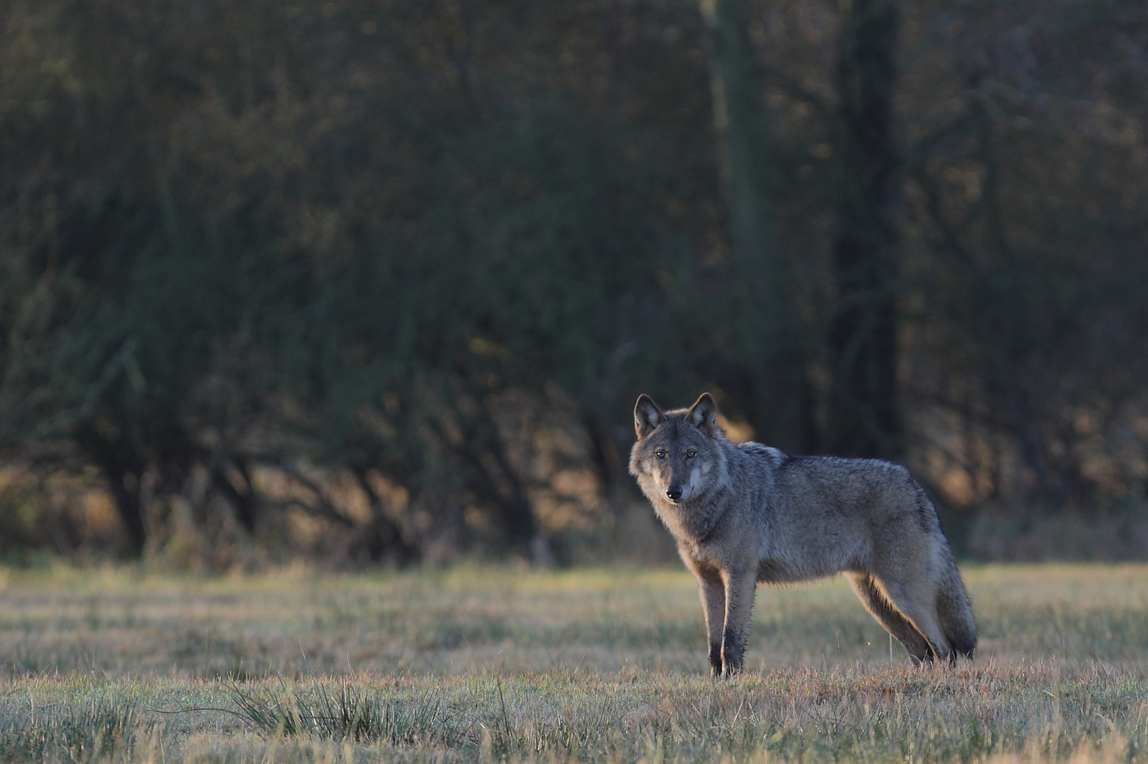 mein Lieblingswolf