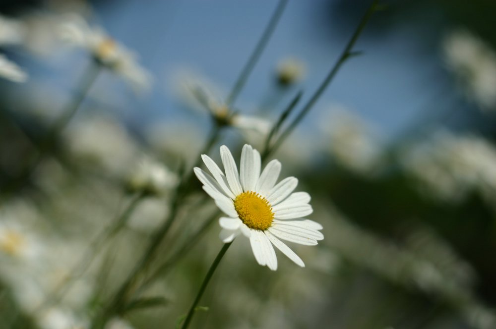 ---* mein liebllingsobjekt im frühsommer *---