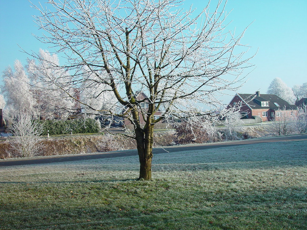 Mein liebster Baum im Winter