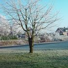 Mein liebster Baum im Winter