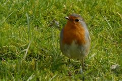 Mein liebster Gartenbesucher