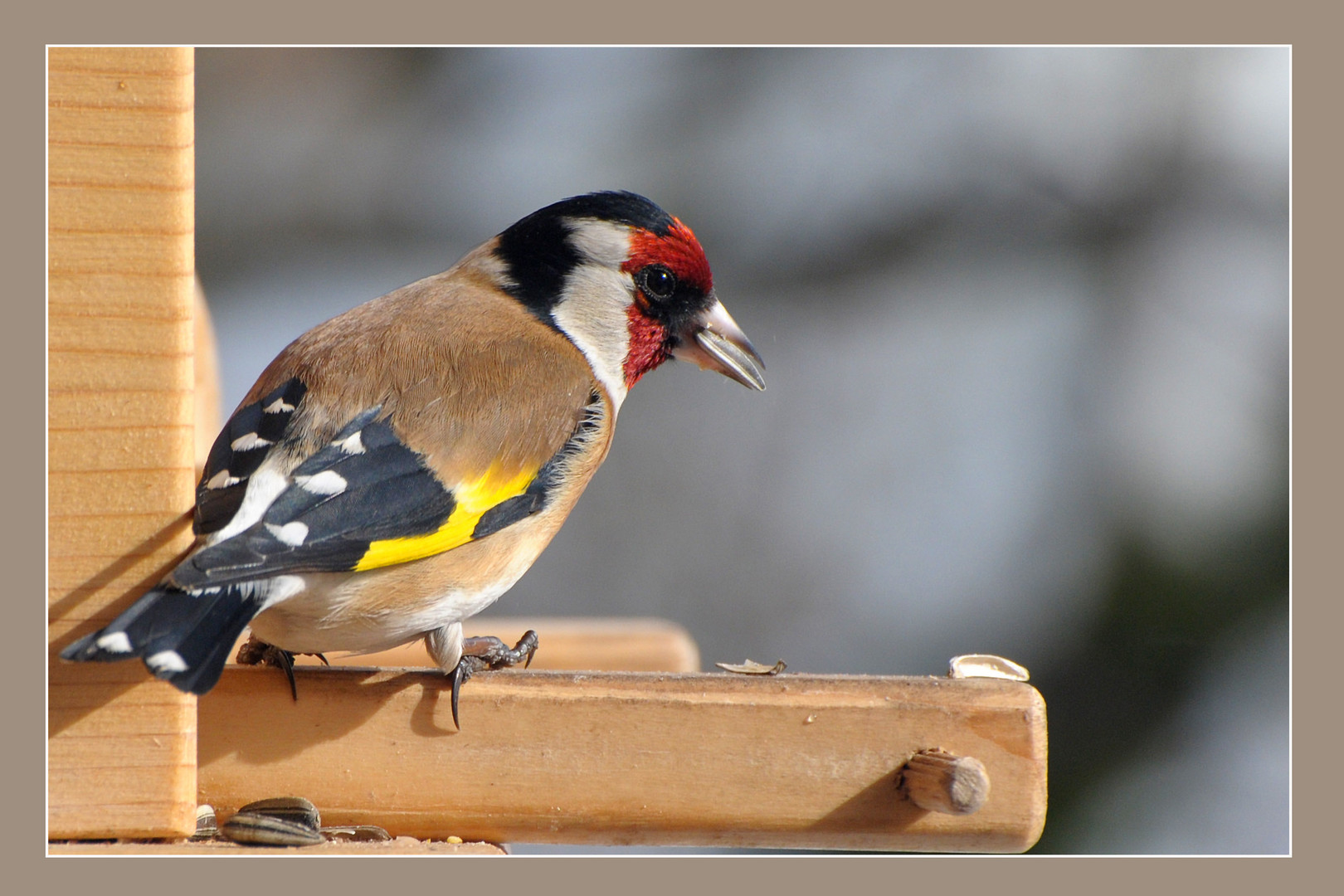 Mein liebster Gast am Vogelhäuschen - der Stieglitz