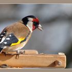 Mein liebster Gast am Vogelhäuschen - der Stieglitz