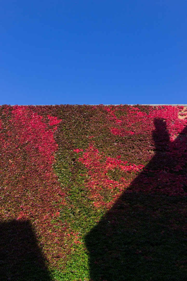 mein Linden im Herbst