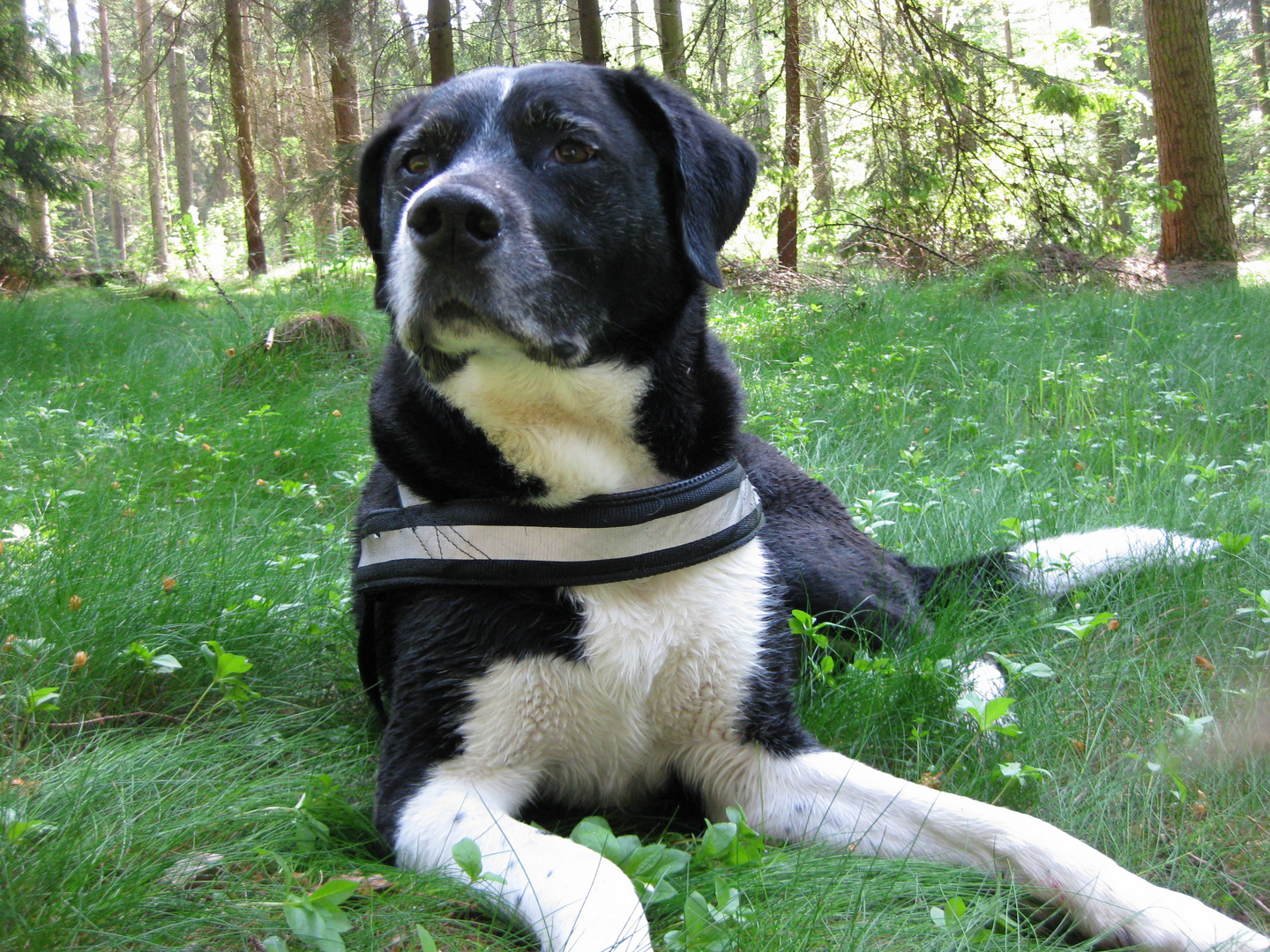 Mein Lucky und sein Lieblingsplätzchen im Wald am Großensee