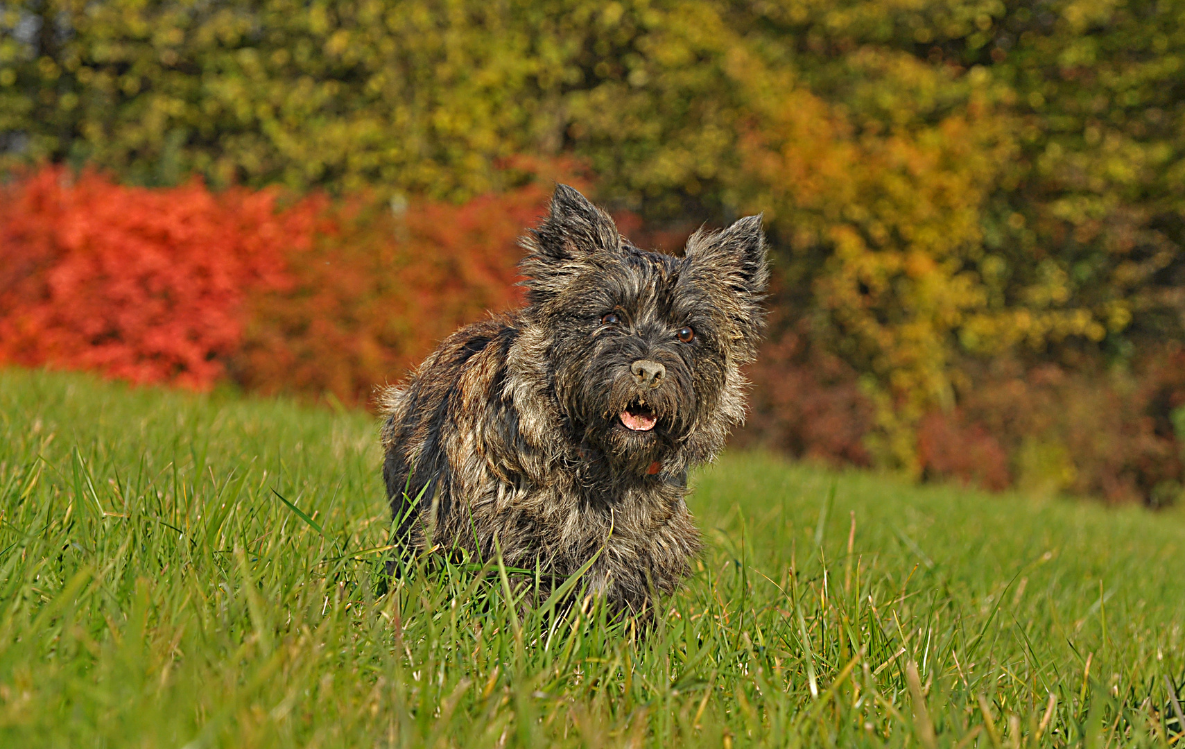 Mein Mäusebuddelhund