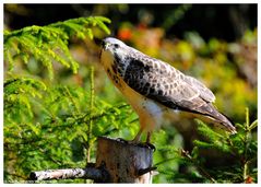 - Mein Mäusebussard 2 - ( Buteo buteo )