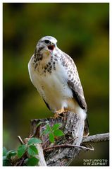 - Mein Mäusebussard - ( Buteo buteo )