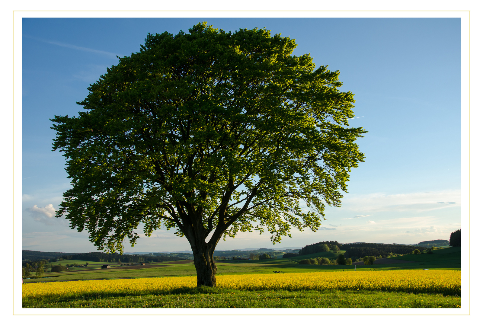 Mein - Mai - Baum