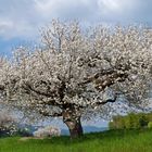 Mein "Maibaum"