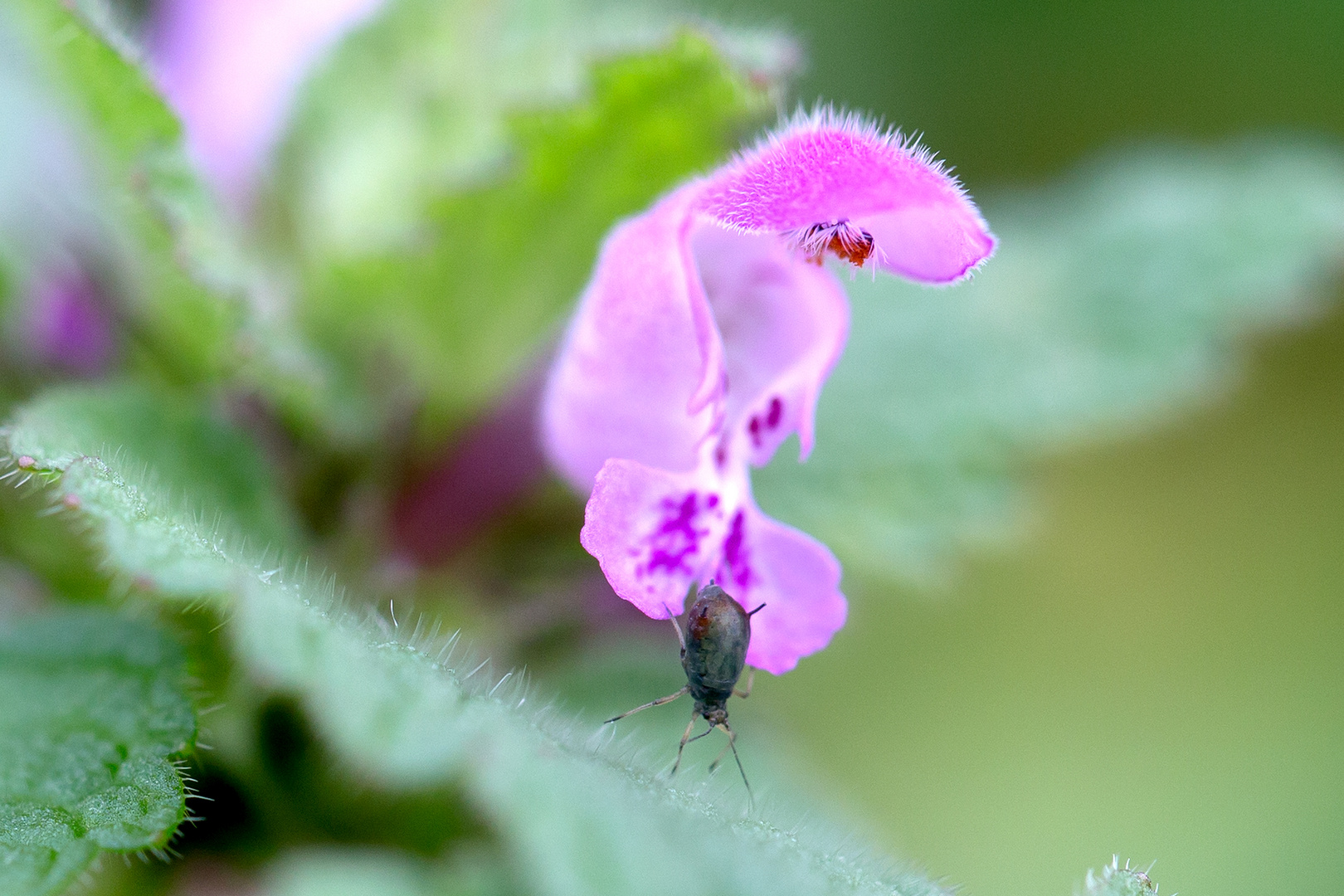 Mein Makro des Tages - 18.11.2020