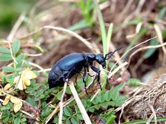 Mein Makro Käfer !!