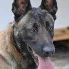 Mein Malinois Andor