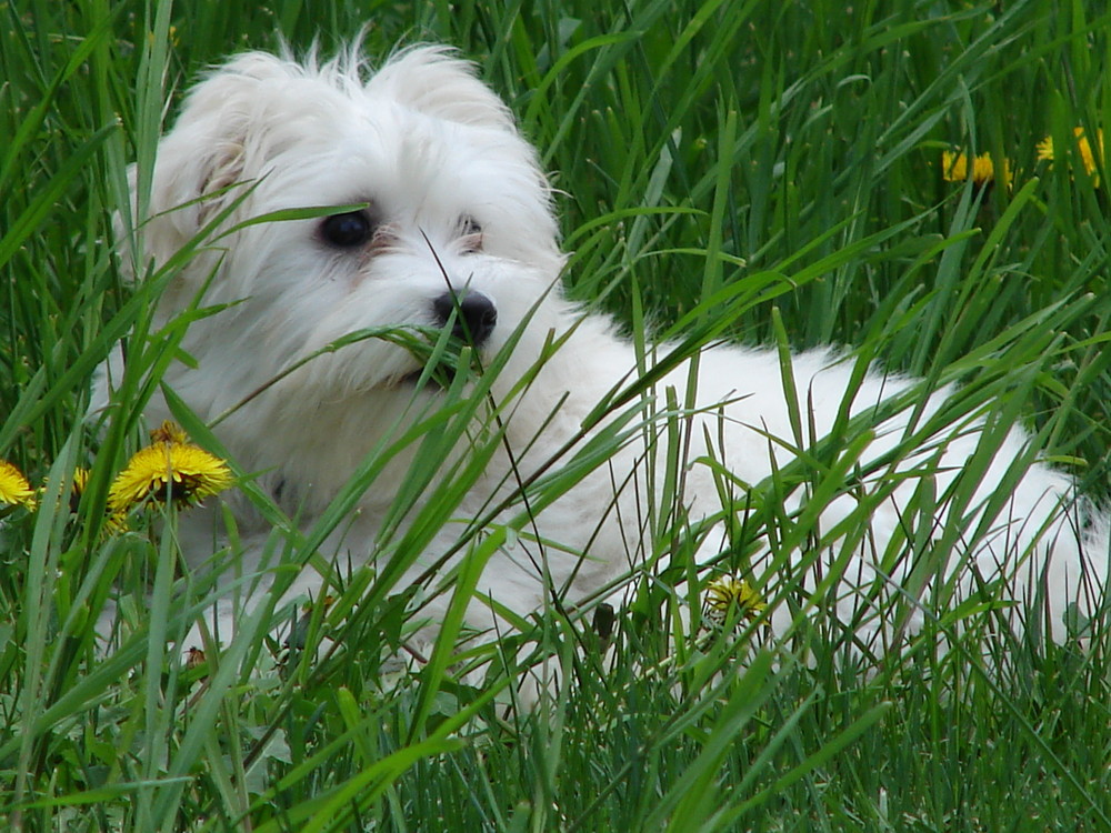 Mein Malteser-Mädchen im Gras versteckt